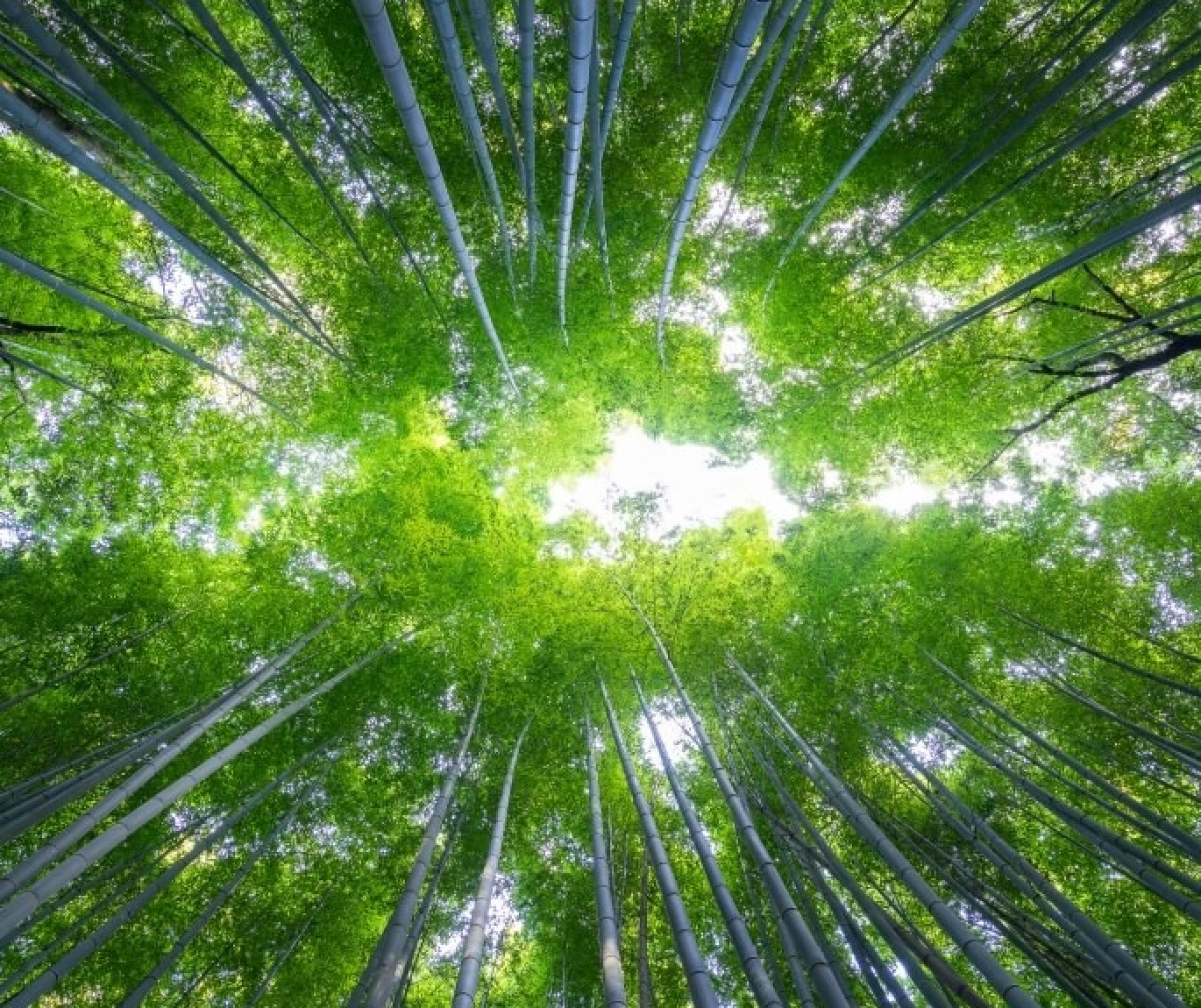 environment.jpg